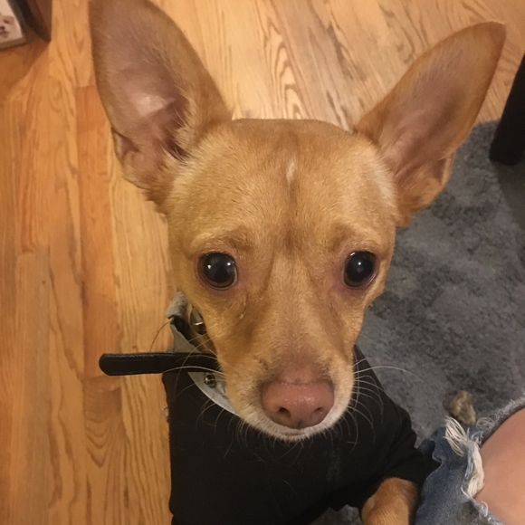 Meet your Posher, Ronda - Picture 1 of 1